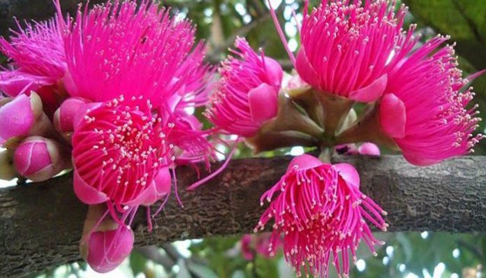 Flores rosa intenso de una especie de Syzygium abiertas sobre una rama gruesa