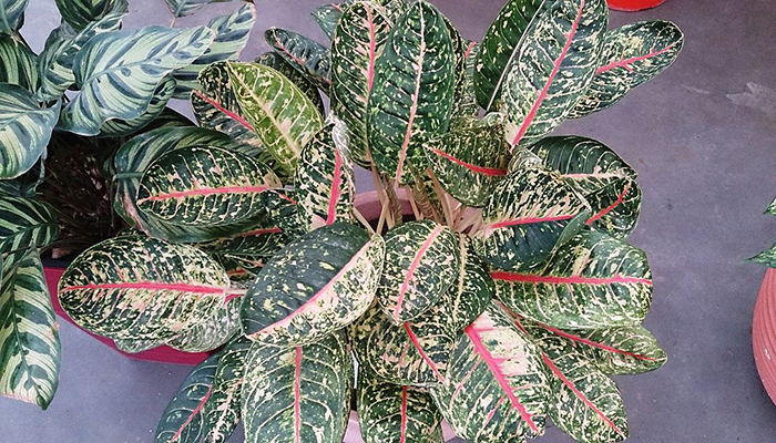 Maranta Leuconeura var. Erythroneura