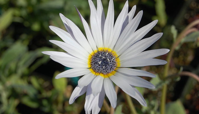 Margarita Africana. Origen, Descripción,
Cultivo, Cuidados, Propiedades.