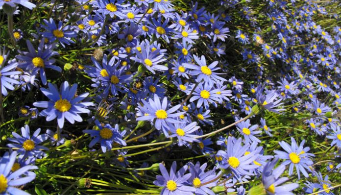 Mata de Felicia amelloides en flor