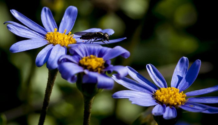 Capítulos de Felicia amelloides vistos de cerca con un insecto