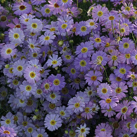 Brachycome Iberidifolia