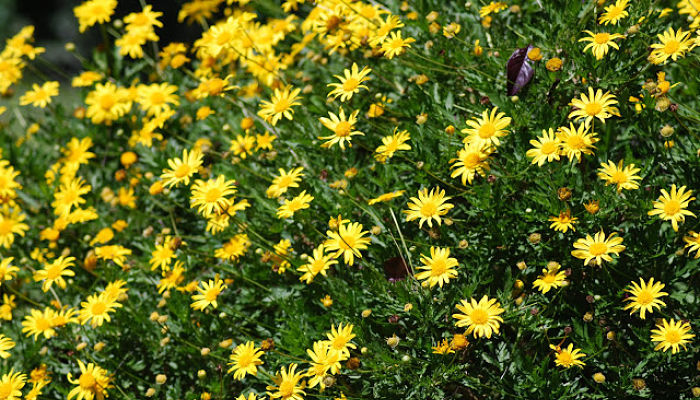 flores de margarita