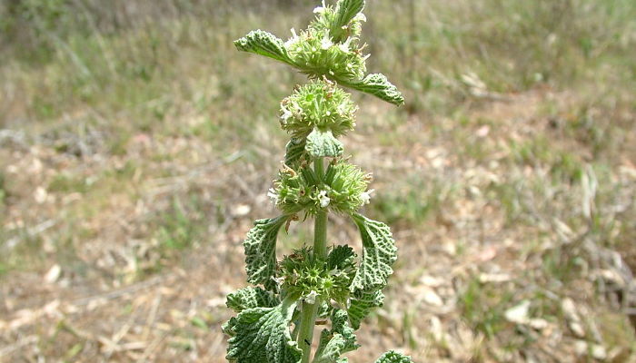 Marrubio Blanco. Origen, Descripción,
Cultivo, Cuidados, Propiedades.