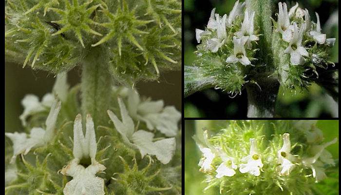 variedades del marrubio blanco