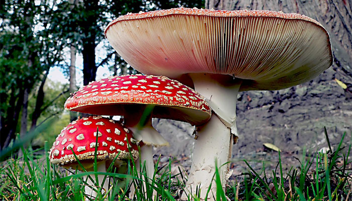 Matamoscas (Amanita-muscaria)