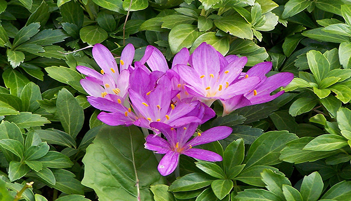 Mataperros (Colchicum autumnale)