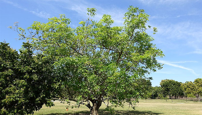 Matasano (Casimiroa edulis)