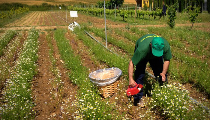 cultivo de manzanilla (Matricaria recutita)