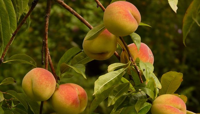 Fruta del melocotonero