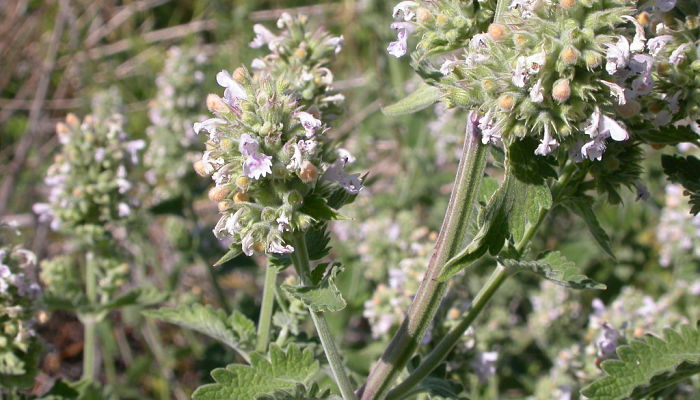 origen de la menta de gato