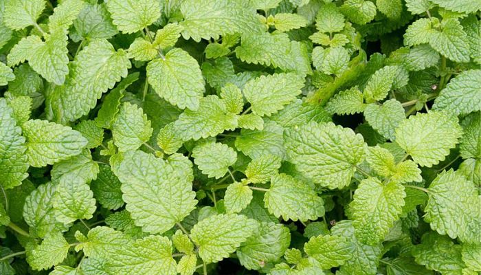 Menta Gatera. Origen, Descripción,
Cultivo, Cuidados, Propiedades