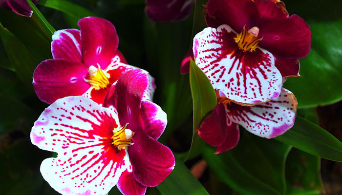 miltonia