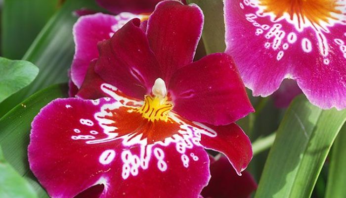 Miltonia