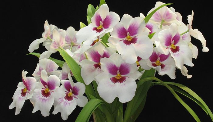 Miltonia