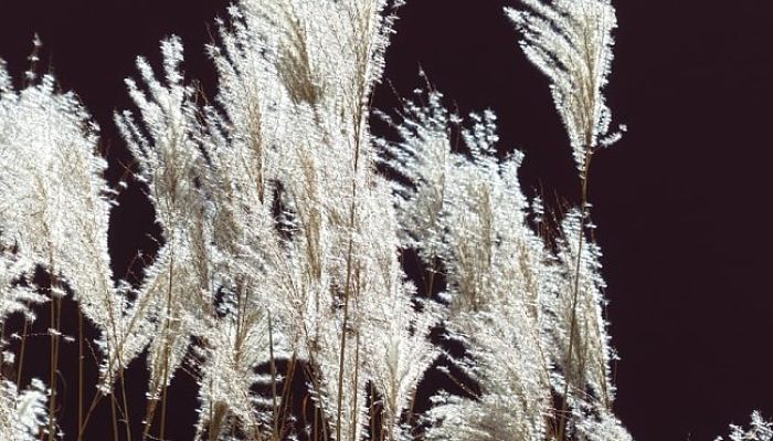 miscanthus gigante