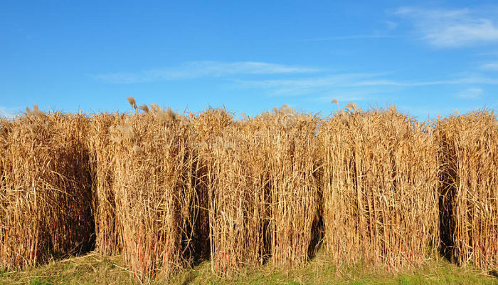 miscanthus gigante