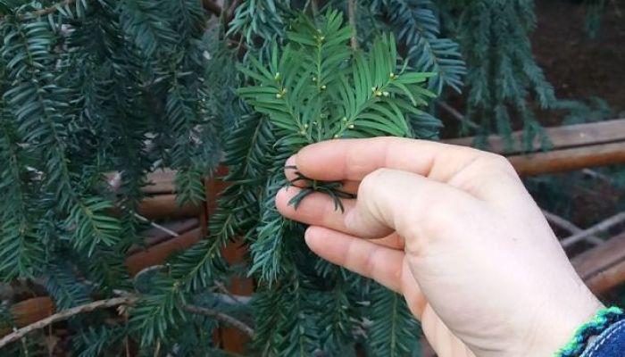 Monasterio Mortal. Origen, Descripción,
Cultivo, Cuidados, Propiedades