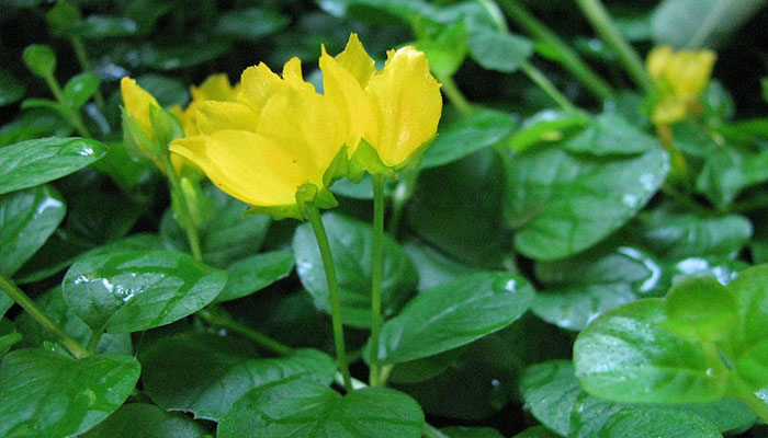 Lysimachia nummularia