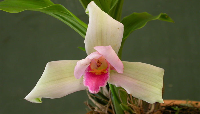 Lycaste virginalis