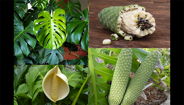 Partes de la Monstera deliciosa