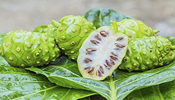 Morinda Citrifolia (Noni)