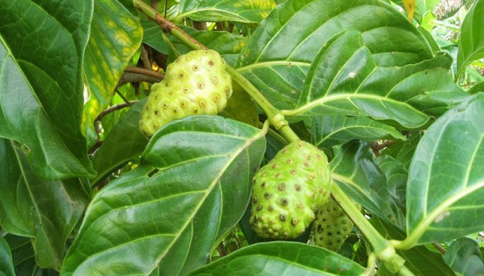 Morinda citrifolia