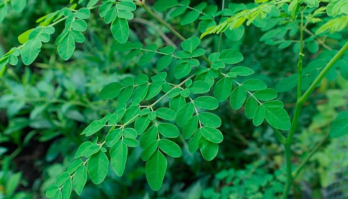 moringa