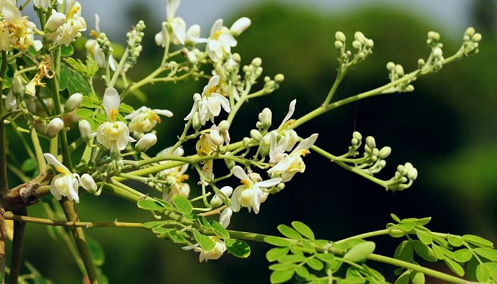 moringa