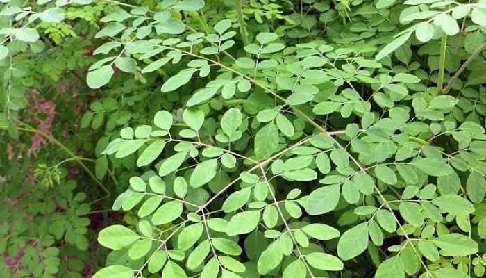 moringa