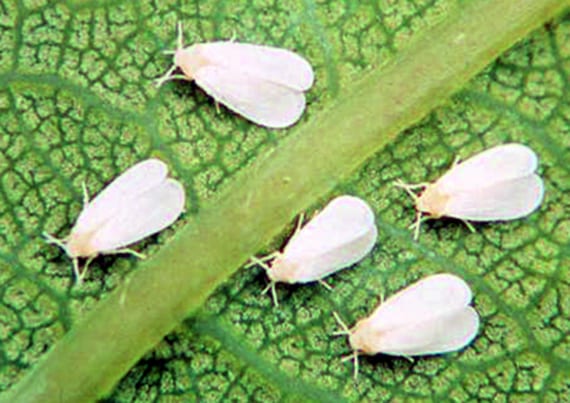 Mosca blanca