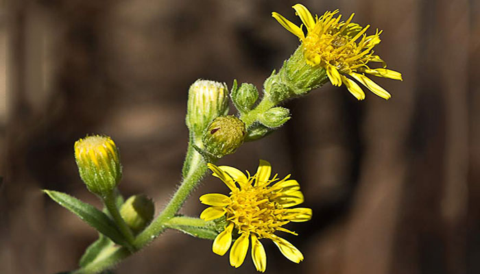 Dittrichia Viscosa