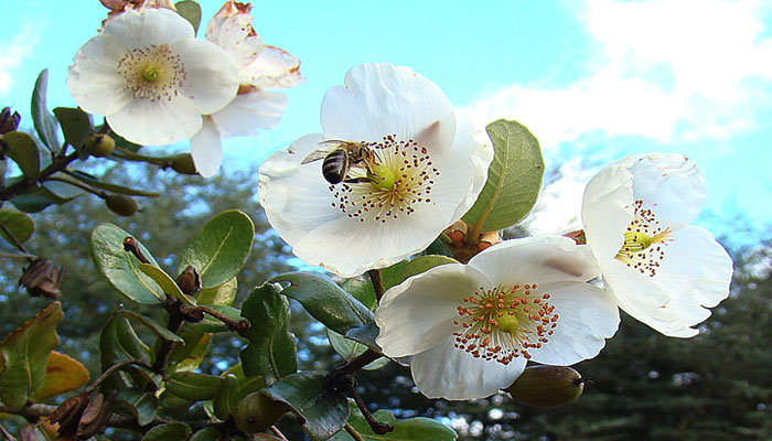 El Muermo atrae a las abejas