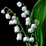 3 GRAINES DE MUGUET DE MAI (Convallaria Majalis) H165 LILY OF THE VALLEY SEEDS