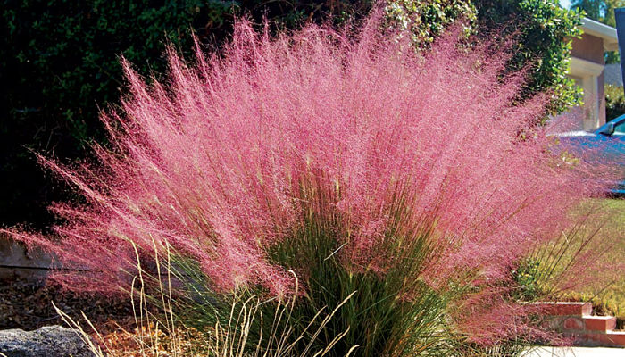 Muhly. Origen, Descripción, Cultivo,
Cuidados, Propiedades