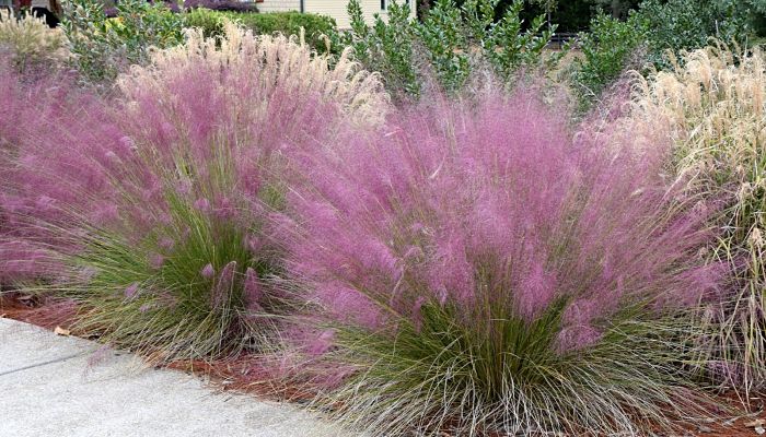 muhly