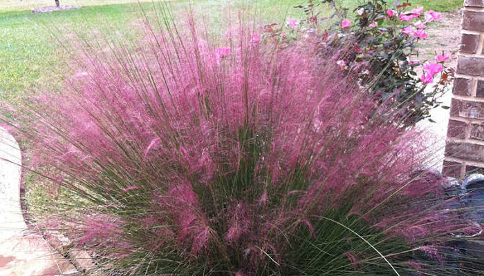 muhly