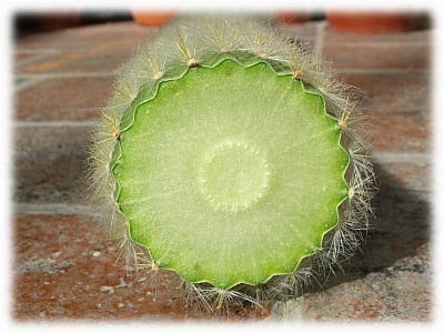 Esquejes de rescate: salvar cactus y crasas estropeados