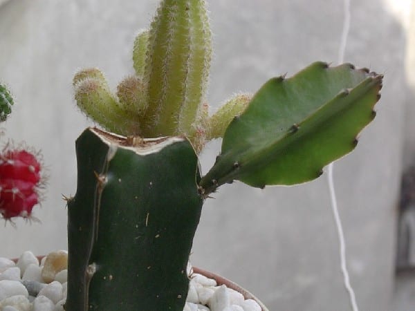 Multiplicar cactus por injerto: patrones y clonado en serie