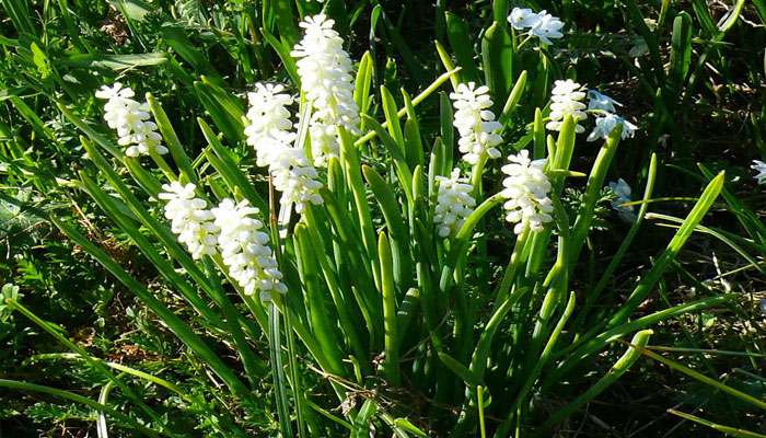 Muscari botryoides