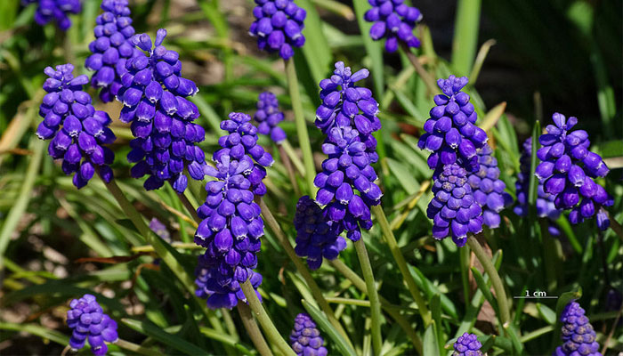 Muscari o Jacinto de uva