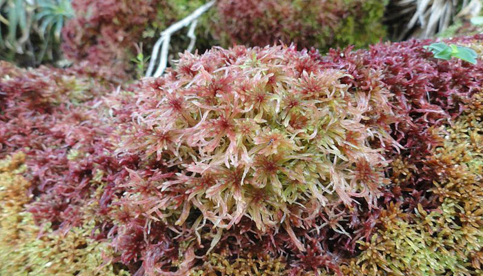 Musgo para plantas (musgo sphagnum)