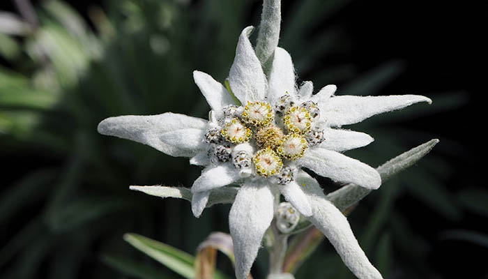 La flor alpina