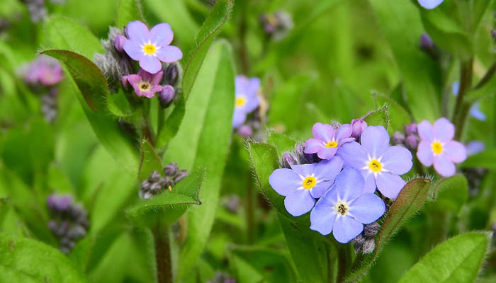 Flor de Myosotis de hoja ancha