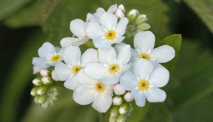 myosotis arvensis blanca