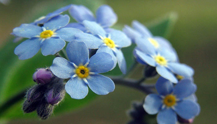 myosotis sylvatica