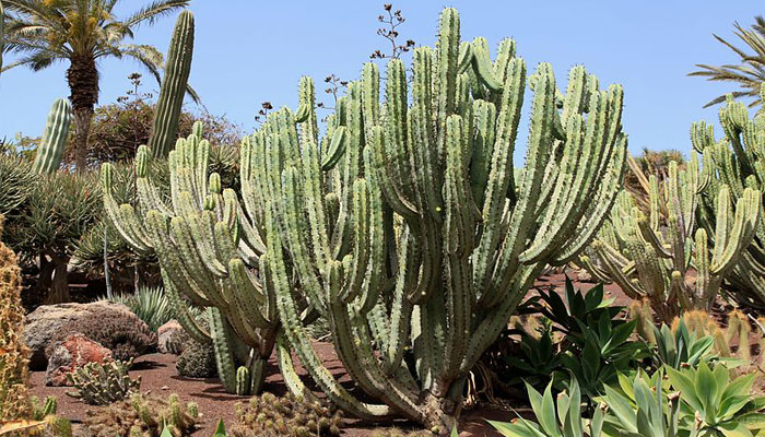 Myrtillocactus geometrizans