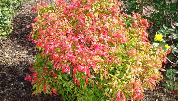 Nandina