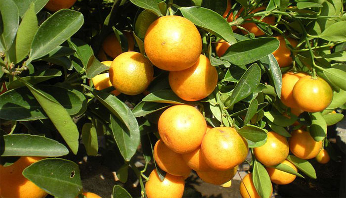 Naranja japonesa (Fortunella crassifolia)