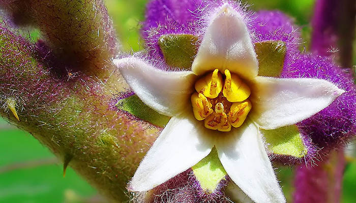 Flor de Naranjilla